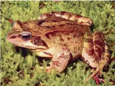  ?? Foto: Kwet, dpa ?? Zwar nicht auf der Roten Liste, aber bedroht: der Grasfrosch.