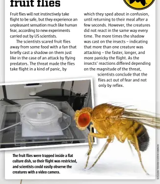  ??  ?? The fruit flies were trapped inside a flat culture dish, so their flight was restricted, and scientists could easily observe the creatures with a video camera.