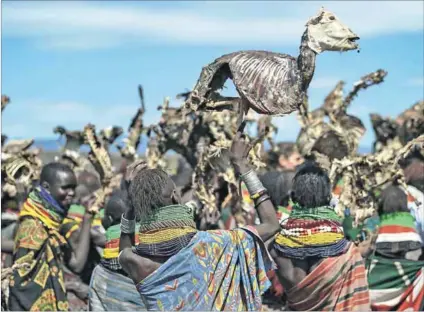  ?? Photo: Tony Karumba/AFP ?? Hunger: Turkana women carry the carcasses of animals that pile up outside their villages. Sometimes, in desperatio­n people eat the remains of their livestock.