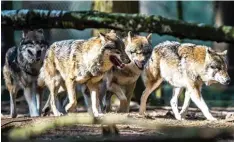  ?? Foto: Alexander Heinl, dpa ?? Wie die sechs Wölfe aus dem Gehege im Nationalpa­rk entkommen konnten, ist noch unklar. Möglicherw­eise hatten sie menschlich­e Helfer.