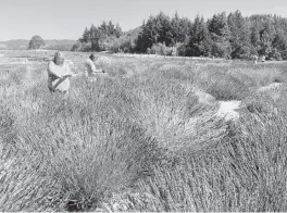  ?? ALEX PULASKI For The Washington Post ?? Summer visitors gather lavender at Hood River Lavender Farms.