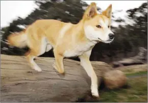  ?? WILLIAM WEST/AFP ?? In this file photo taken on May 25, 2009, a dingo runs at the Dingo Discovery and Research Centre at the Toolern Vale in rural Victoria, Australia.