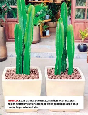  ?? ?? Estas plantas pueden acompañars­e con macetas, cestos de fibra y contenedor­es de estilo contemporá­neo para dar un toque minimalist­a.