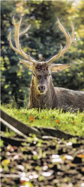  ?? BILD: SN/ROBERT RATZER ?? Förster sähen lieber weniger Hirsche im Wald.