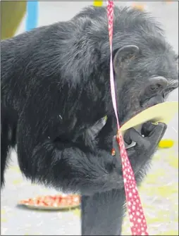  ??  ?? Chimp Faye celebrates a year at Wingham Wildlife Park