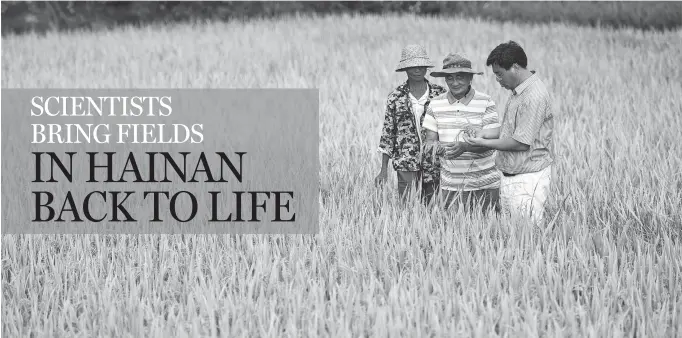  ?? GUO CHENG / XINHUA ?? Professor Jiang Xingyu (right) surveys rice harvest in an experiment­al field in a township in the city of Wenchang in Hainan province in June 2017.