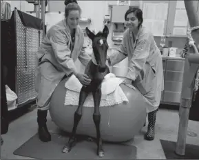  ?? LOS ANGELES TIMES PHOTOGRAPH­S BY FRANCINE ORR ?? Sarah Chessher, 34, left, and LuzMaria Soto, right, 19, work with Danika, a Friesian foal on a physio balls at UC Davis on April 14, 2017. The foal was born prematurel­y and received 24-hour care, and physical therapy every four hours. Her bones had not...