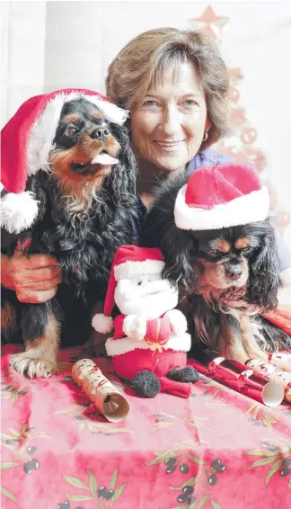  ?? Picture: TIM MARSDEN ?? Cavalier King Charles Spaniel Rescue Queensland’s Joan Gower and dogs Sirah and Gordon get into the festive spirit for Christmas in July celebratio­ns.