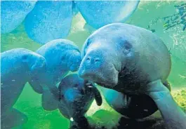  ?? ORLANDO SENTINEL ?? Manatee season is generally most active November-March in Florida, and there are a number of places to view Florida’s beloved sea cow.