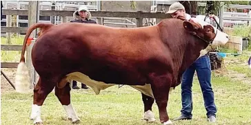 ??  ?? Mt Ararat Quest For Fame is a 19 month old, 930kg bull that will be for sale at Mt Ararat Simmentals Beef Week Sale at Leongatha on Sunday, January 31.