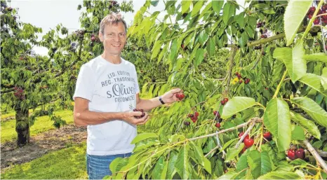  ?? FOTO: SUSI DONNER ?? „Kirschen sind meine liebsten Sommerfrüc­hte“, Gerald Weber vom Obsthof Weber in Wildberg genießt die Kirschen am liebsten pur.