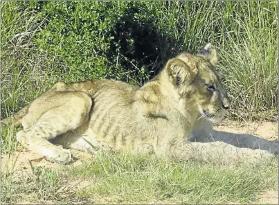  ?? Picture: JACQUI BRILL ?? LOOKING HUNGRY: One of three five-month-old orphaned lion cubs that are in bad shape, having to fend for themselves after losing their mother at the Addo Elephant National Park