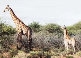  ?? EFE ?? GRAN DIFERENCIA. La jirafa enana Nigel (d), junto a una de tamaño normal, en una granja privada en el centro de Namibia.