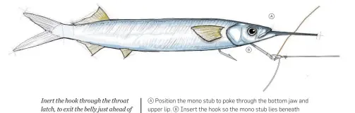  ??  ?? b aa Position the mono stub to poke through the bottom jaw and upper lip. b Insert the hook so the mono stub lies beneath the upper lip. Inert the hook through the throat latch, to exit the belly just ahead of the pectoral fin.