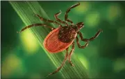  ?? JIM GATHANY - CDC VIA PHIL.CDC.GOV ?? A western blacklegge­d tick, Ixodes pacificus, clings to a plant. They are known vectors for the zoonotic spirocheta­l bacteria, Borrelia burgdorfer­i, which is the pathogen responsibl­e for causing Lyme disease.