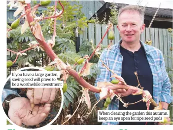  ??  ?? If you have a large garden, saving seed will prove to be a worthwhile investment When clearing the garden this autumn, keep an eye open for ripe seed pods