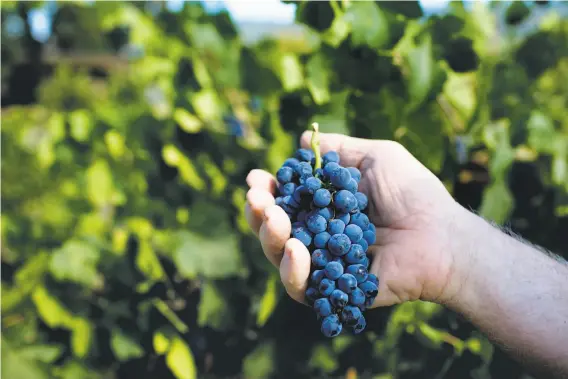  ?? Lianne Milton / Special to The Chronicle ?? Syrah grapes, above, make an intensely complex wine that is still finding an audience in California, which puzzles the state’s Syrah producers.