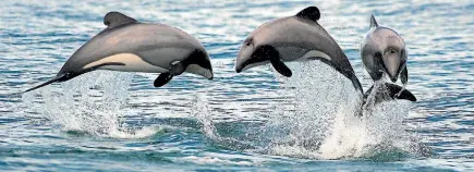  ?? PHOTO: DENNIS BUURMAN PHOTOGRAPH­Y ?? Underwater noise from pile-driving could cause hearing damage to marine mammals such as Hector’s dolphins.