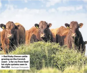  ?? MacGregor Photograph­y ?? Red Ruby Devon cattle grazing on the Cornish coast – a far cry from feed lot-style systems seen in the USA