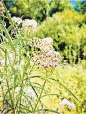  ?? DEEDEE SOTO XERCES SOCIETY ?? Narrowleaf milkweed (Asclepias fascicular­is), a native variety with tiny pink flowers, was used to start a seed bank last year in the East County.