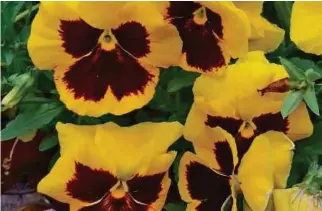  ??  ?? Yellow pansies with maroon blotches. The pansy is often regarded as a symbol of love and remembranc­e.