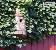  ?? ?? Nestbox in ivy.