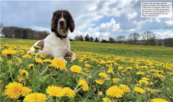  ?? To ?? Chester the springer spaniel enjoys abreak in the showers in a field near Ellastone. After the stormy start to May, what does the weather have in store for us for the next few days? Turn Page 13 to find out