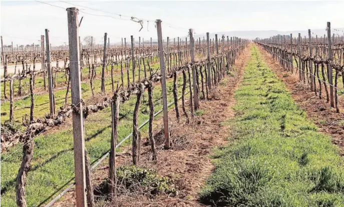  ??  ?? Viñedo con un manto vegetal entre las hileras para evitar la erosión del suelo, pudiendo llegar a reducirse hasta en un 90%