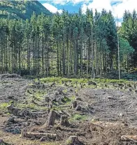  ?? Picture: Getty. ?? Despite the increase in market value, the total area of forestry sold fell last year.