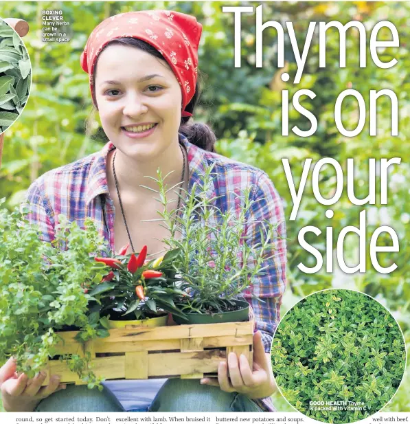  ??  ?? BOXING CLEVER Many herbs can be grown in a small space GOOD HEALTH Thyme is packed with vitamin C