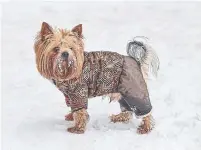  ?? ARTSIOM PETRUSENKA DREAMSTIME ?? Smaller dogs should have winter coats when temperatur­es drop.