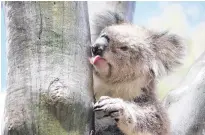  ?? REUTERS ?? A female koala licks water off the smooth trunk of an eucalyptus tree after a rainfall in the You Yangs Regional Park, Little River, Victoria, Australia, in this undated photo released on May 4.