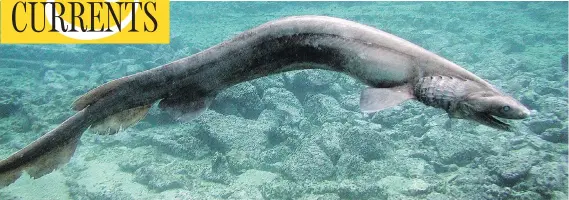  ?? AWASHIMA MARINE PARK / GETTY IMAGES ?? The frill shark, which has been in existence for 80 million years, is one of the rarest and most ancient creatures on Earth and may have inspired 19th-century ‘sea serpent’ tales.