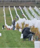  ??  ?? Au Vignoble Saint-Gabriel, le propriétai­re assure que les connaissan­ces agronomiqu­es et les techniques de vinificati­on se sont améliorées énormément en bio depuis 10 ans.