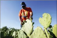  ?? ROSS D. FRANKLIN — THE ASSOCIATED PRESS ?? Masavi Perea, organizing director for Chispa Arizona, checks on plants in the community garden Chispa Jardineria in Phoenix.