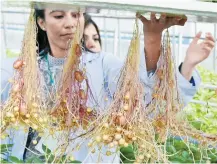  ?? Courtesy of Rural Developmen­t Administra­tion ?? Workers at National Agricultur­al Research Centre Islamabad in Pakistan check disease-free seed potatoes, January 2022.