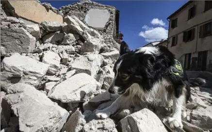  ?? ANGELO CARCONI, THE ASSOCIATED PRESS ?? A firefighte­rs’ sniffer dog searches through debris in Arquata, in central Italy, on Thursday after a 6.2-magnitude earthquake struck the area the day before, levelling three towns. Rescue crews raced against time looking for survivors as the death...