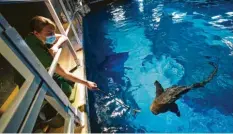  ?? Fotos: dpa ?? Nach oben ist das Aquarium offen. So füttern Annika Höffner und ihre Kolleginne­n die Haie und Rochen.