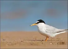  ??  ?? La sterne naine, oiseau emblématiq­ue de l’étang de Canet