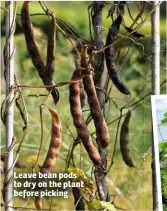  ??  ?? Leave bean pods to dry on the plant before picking