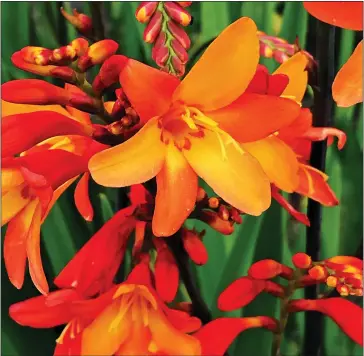  ??  ?? COLOURFUL: Crocosmia will produce plenty of new blooms if looked after properly