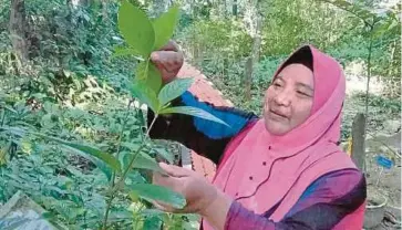  ??  ?? CHE Ramadiah menunjukka­n daun herba gadis lompat yang boleh dimakan mentah bagi mengubati demam panas.