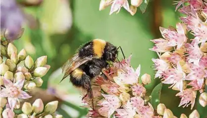  ?? Fotos: Steve Eastwood ?? Neben dem Mangel an Nahrung werden den Bienen auch der Verlust von Nistplätze­n und Rückzugsge­bieten durch Biotopzers­törung sowie ein sorgloser Umgang mit Pestiziden zum Verhängnis.