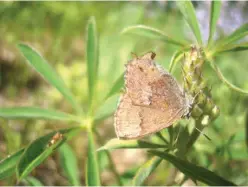  ?? U.S. Army via AP ?? A frosted elfin butterfly, believed to be headed to the federal endangered species list, is seen on a plant at the Fort McCoy Army Installati­on in Wisconsin. U.S. Fish and Wildlife said the frosted elfin has been confirmed at Westover Air Reserve Base...