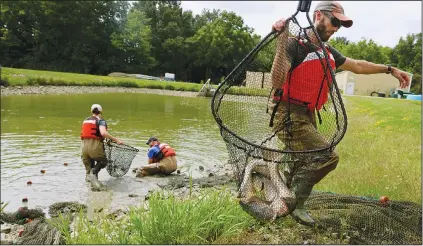  ??  ?? Ben Stahlschmi­dt (foreground), a fish biologist with the U.S. Geological Survey, carries off a sampling of bighead carp July 20 as fellow biologists Anne Herndon and Curt Byrd collect more from a dragnet in one of the ponds at their Columbia, Mo., facility.