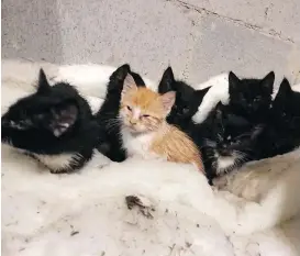  ?? SAVING GRACE ANIMAL SOCIETY ?? A story of 15 cats having been found in plastic bins at the side of an Alberta highway has turned out to be false.