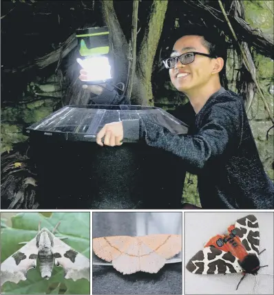  ??  ?? Top, Walter Chen, an intern from the University of Pennsylvan­ia, with a moth trap in the gardens at Shandy Hall, Coxwold. Above, from left, a lime hawk moth; maiden’s blush moth; and garden tiger moth.