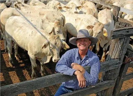  ?? PHOTO: STEPHANIE WHITAKER ?? CATTLE SALE: Burnett Livestock &amp; Realty’s Lance Whitaker with a pen of charbray milk- and two-tooth steers on account of the McMahon Family, Wallaville. The steers sold for 310.2c/kg or $1595/head.