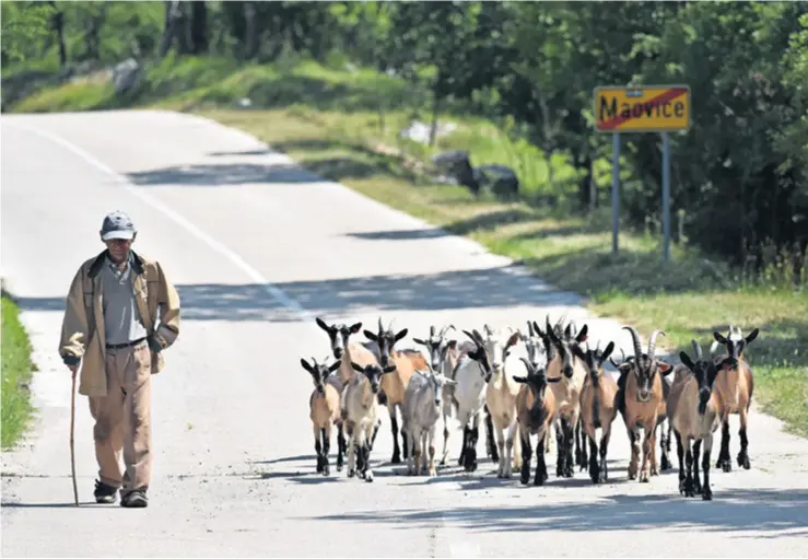  ??  ?? U Sloveniji prevladava­ju mala poljoprivr­edna gospodarst­va (ima ih 70.000, što je više nego dvostruko manje nego u Hrvatskoj), s prosječnom veličinom posjeda od 7 hektara (u nas je 10 hektara) i šest grla stoke, ali tamošnji seljaci od toga mogu puno bolje živjeti nego što je to slučaj u Hrvatskoj