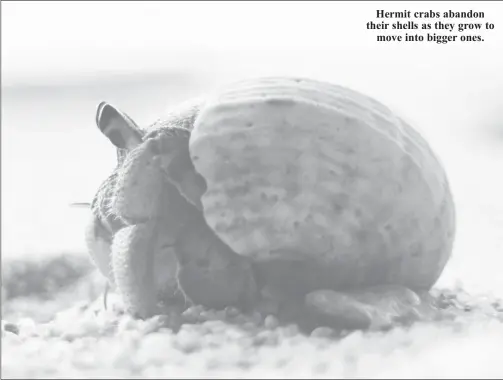  ?? ?? Hermit crabs abandon their shells as they grow to move into bigger ones.